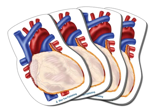 Vista 10 de Notas Adhesivas de Anatomía