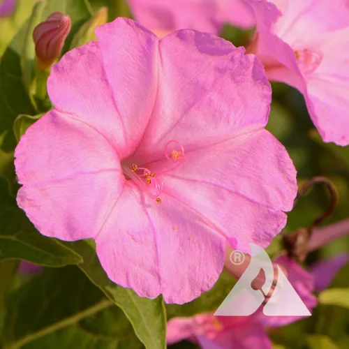 Vista 2 de Pink Four O'Clock Seeds - Mirabilis Jalapa - Flores tolerantes al calor y la sequía