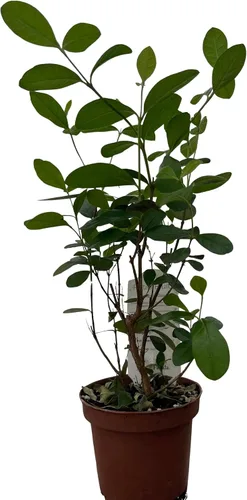 Vista 3 de Planta de piña y guayaba - Feijoa - ACCA sellowiana - Maceta de 4