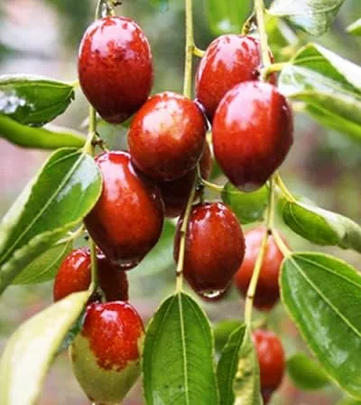 Vista 5 de Azufaifo Árbol frutal Superfruit Ziziphus Jujube Crecimiento Rápido 10 Semillas por OrginBud