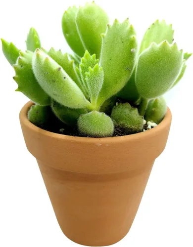 Vista 9 de Cotyledon Tomentosa - Suculenta de pata de oso Cuidado de la suculenta 2 pulgadas Cotyledon Tomentosa Pata De Oso