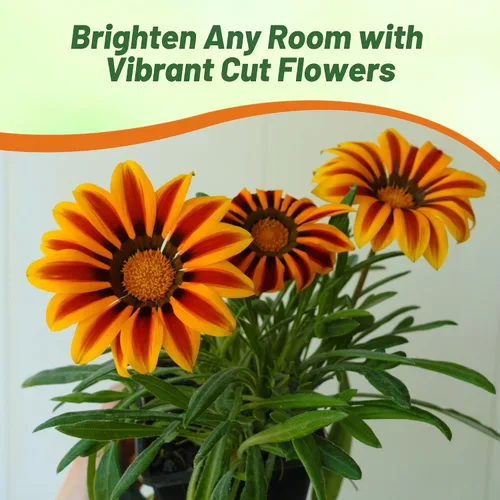 Vista 5 de Outsidepride Kiss Orange Frosty Flame Gazania Semillas para plantar – 25 piezas de semillas perennes, de bajo mantenimiento, tolerantes a la sequía