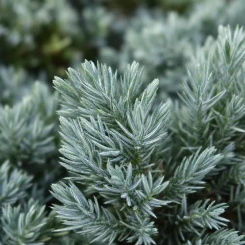 Vista 3 de Blue Star Juniper - 3 plantas vivas - Juniperus Squamata - Cubierta vegetal de hoja perenne de bajo mantenimiento