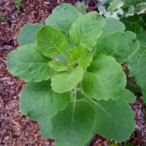 Vista 2 de 10 Semillas de Papalo (Porophyllum Ruderale) Papaloquelita, Cilantro Boliviano. Hierba orgánica