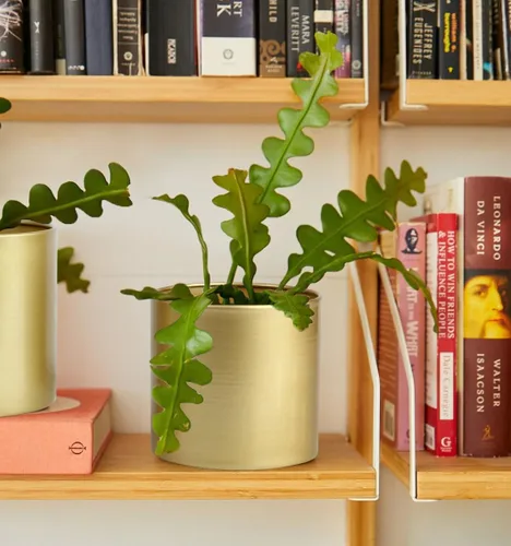Vista 7 de Vixdonos Macetas de Metal para Flores Maceteros de Jardín Contenedores Redondos para Suculentas de Interior, Paquete de 2 Macetas para Cactus