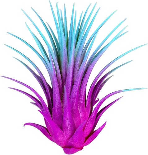 Vista 4 de Planta de aire Rainbow Tillandsia, planta de aire Tillandsia, planta de aire, purificación de aire, planta de casa, decoración y regalo para el azul