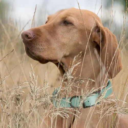 Vista 361 de Dogline Biothane - Collar impermeable para perro con hebilla de liberación rápida, resistente cincha de nailon recubierta con resistente y a prueba