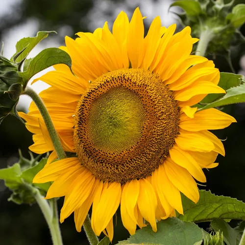 Vista 2 de Seed Needs - Semillas de girasol para plantar Mammoth Grey Stripe - Paquete a granel de 1.5 onzas
