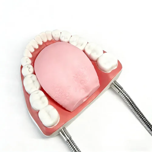 Vista 5 de Modelo de dientes estándar dental Seis veces Modelos de enseñanza dental Ampliación Modelo de boca completa Typodont Demostración