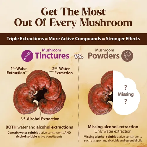 Vista 5 de Dragon Herbs Duanwood Reishi Drops • Suplemento de hongos • Montaña cultivada orgánicamente en troncos • Extracciones triples • para inmunidad