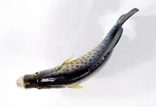 Vista 4 de LX Pintado a mano estatua de Crappie Juego Fish Replica 15" Pequeño Punto