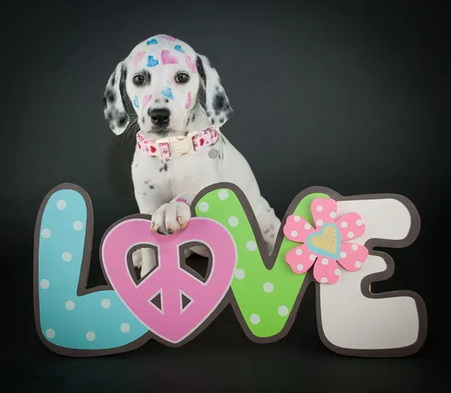 Vista 10 de DOGWONG Collar para perro de San Valentín, collar ajustable de algodón con corazón de caramelo azul, perfecto para perros pequeños a medianos