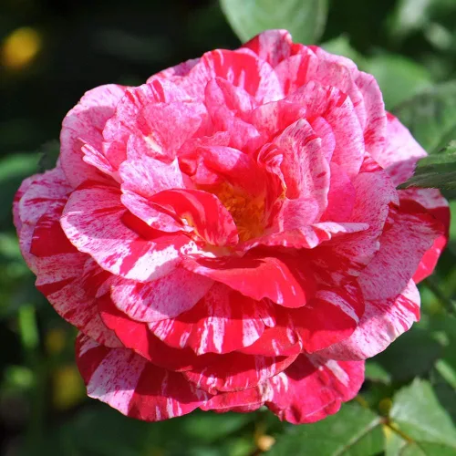 Vista 2 de Heirloom Roses Planta de rosas - Scentimental™ Multi Rosal, Arbusto Planta viva para plantar al aire libre