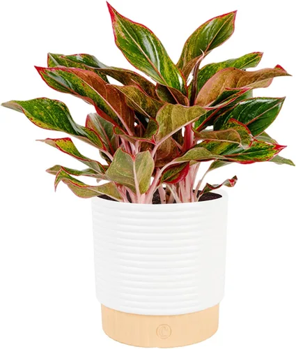Vista 15 de Costa Farms Perenne China Roja Planta Viva de Interior, Planta de Casa de Fácil Cuidado en Maceta Decorativa Moderna, Excelente Regalo