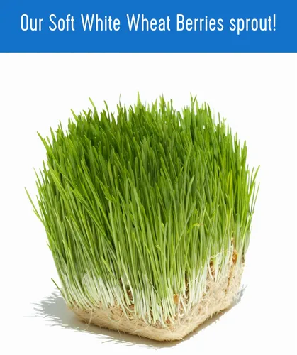 Vista 7 de Palouse Brand Granos de Trigo Blanco Suave Certificados Sin Residuos de Glifosato 1 LB Cultivado por Familias en el Estado de Washington 100%