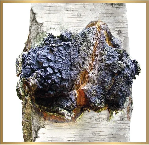 Vista 6 de Trozos enteros de hongos chaga siberianos cosechados salvajes 12 onzas (11.99 oz.)