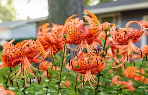 Vista 4 de 50 unidades de semillas de lirio de tigre naranja Lilium Lancifolium Bloom Flower Seed Heirloom