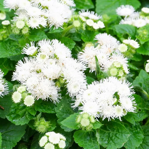 Vista 3 de Eden Brothers Semillas Ageratum - Azul Dondo