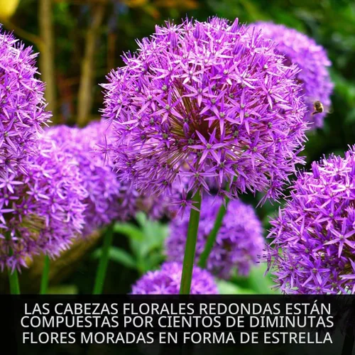 Vista 2 de 10 bulbos de Allium Purple Sensation Flores de globo moradas Bombillas