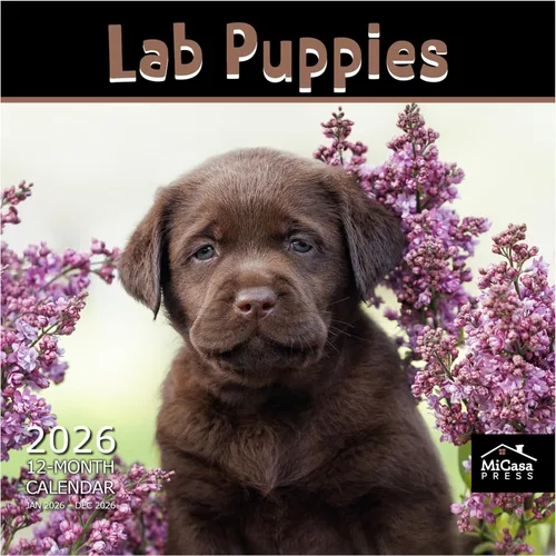 Vista 36 de MICASA PRESS Calendario de pared de Australian Shepherds Aussies 2027 02 - Pastores australianos