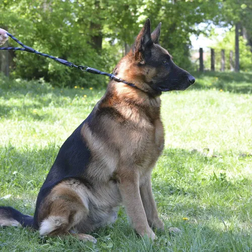 Vista 5 de BronzeDog Rope Pro - Collar de entrenamiento para perro trenzado sin tirones, collares redondos de liberación rápida para perros pequeños, medianos