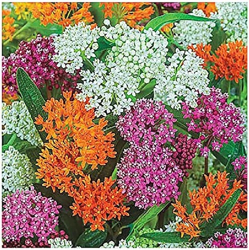 Vista 5 de Semillas de algodoncillo de pantano rosa para ayudar a salvar a las mariposas monarca - Incarnata Milkweed