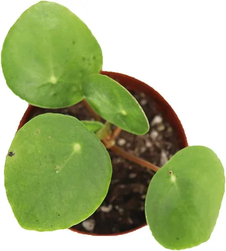 Vista 2 de Planta de dinero chino -3 '' de California Tropicals