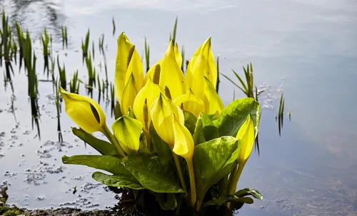Vista 2 de 10 semillas de flor de col lysichiton americanus mofeta húmeda de lysichiton amarillo