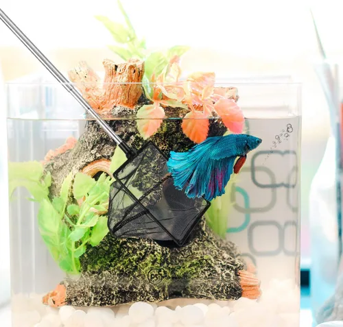 Vista 6 de Sumind 2 redes para pecera, malla para acuario, redes de pesca de mango largo con redes extensibles de acero inoxidable de 12.5 a 27.5 pulgadas