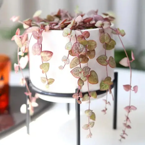 Vista 6 de Cadena de corazones abigarrados Plant Live, Ceropegia Woodii Variegata, en maceta de 2.5 pulgadas, vid suculenta rara para macetas colgantes