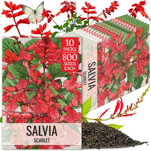 Vista 12 de Seed Needs Semillas de salvia de zafiro para plantar flores de salvia azul, 2 paquetes