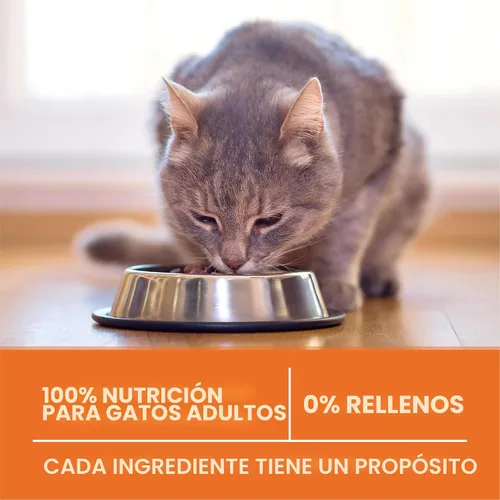 Vista 7 de Purina ONE Alto Contenido de Proteínas, Peso Saludable Más Peso Ideal Con Pollo Comida Seca Para Gatos - Bolsa de 3.5 lb