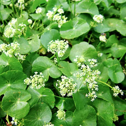 Vista 5 de 500 semillas orgánicas prémium de Centella Asiática, Rau Ma, Pennywort, Gotu Kola, semillas de Kodavan - Semillas de hierbas comestibles