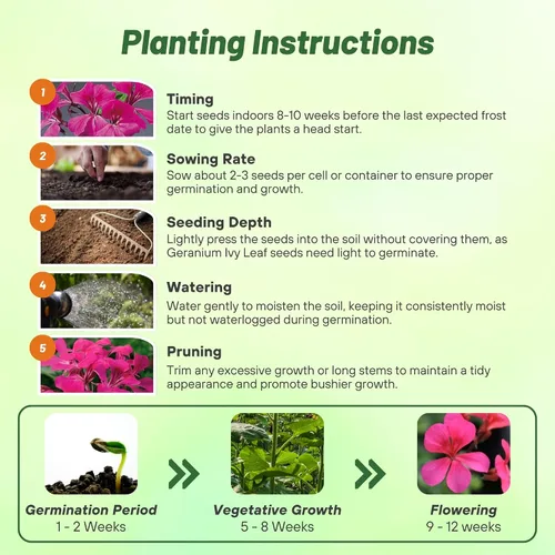Vista 4 de Outsidepride 20 semillas perenne fucsia hiedra hoja geranio flor semilla para plantar
