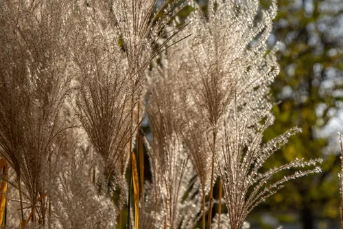 Vista 2 de Más de 200 semillas de Silvergrass chino para plantar: césped ornamental con impresionantes puntas plateadas