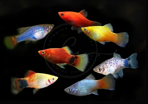 Vista 6 de Swimming Creatures™ Peces de Acuario de Agua Dulce Tropicales Guppy/Platy Reproductores Vivos (4 Machos Guppy Oro 24K de 24 cm)