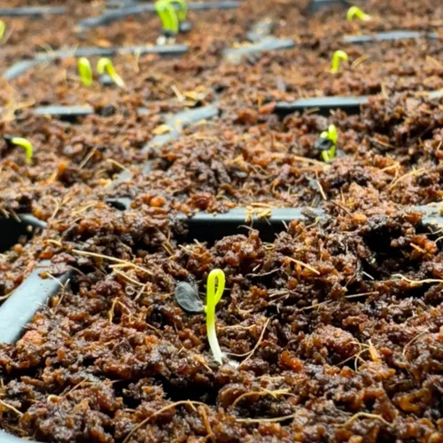 Vista 2 de Semillas de cebolla roja - 500 semillas para plantar - Variedad de verduras de jardín de bulbo redondo