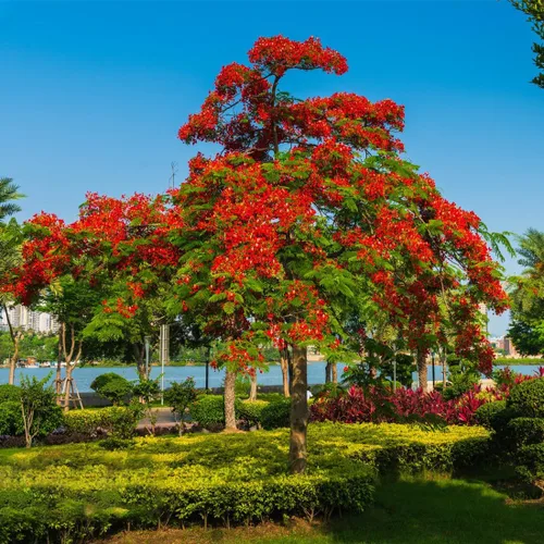 Vista 3 de 30 semillas de árbol Royal Poinciana, semillas de árbol bonsái Delonix Regia, semillas de árbol ornamental exótico para jardín, paisajismo y cultivo