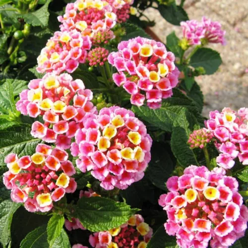 Vista 3 de 2 plantas Lantana vivas, en maceta, color rosa brillante, plantas vivas para plantar al aire libre, plantas Lantana arrastradas, planta Lantana