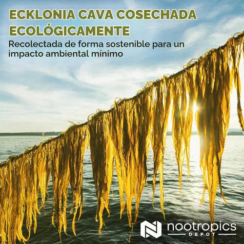 Vista 5 de Nootropics Depot Cápsulas de cava Ecklonia 250mg 0.5% Dieckol Algas marinas 60