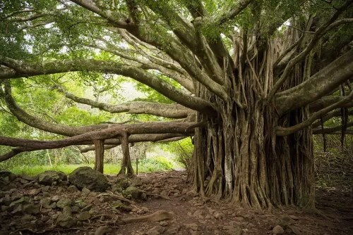 Vista 2 de Banyan Bonsai Tree Seeds for Planting - 30 Semillas de Ficus benghalensis - Árbol de Banian India - Enviados desde Iowa, EE. UU