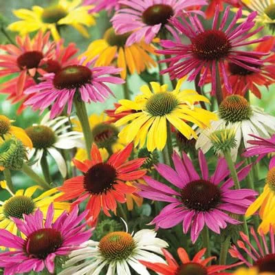Vista 2 de Semillas de equinácea mixtas para plantar: flores de equinácea fáciles de cultivar (1,000 semillas)