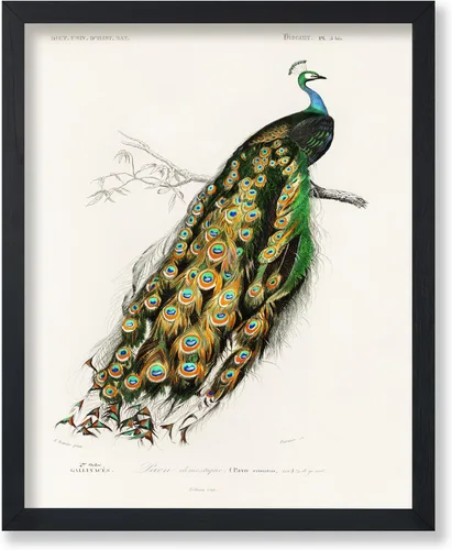 Vista 39 de Poster Master Póster vintage de James Audubon – Impresión retro de amargo americano – Arte de aves de América – Regalo para hombres, mujeres