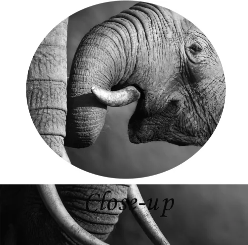 Vista 5 de KREATIVE ARTS - Lienzo de elefante blanco y negro, decoración de pared, pintura de animales, impresiones para sala de estar, oficina, impresiones