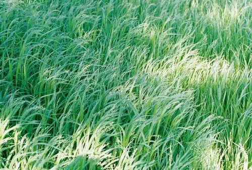 Vista 2 de Dibbs Farms Semilla de mijo Proso blanco (1 Lb.)