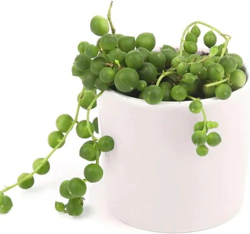 Vista 7 de String of Pearls Senecio Rowleyanus (maceta de plástico de 2 pulgadas) – La mejor planta de interior para decoración de hogar y oficina
