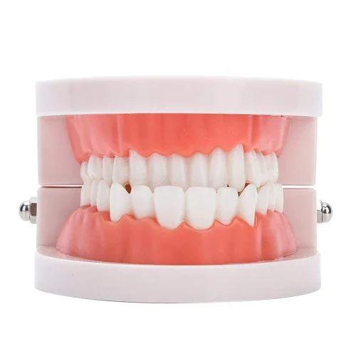 Vista 8 de Dientes falsos, dientes falsos, modelo de dientes, modelo de dentadura postiza práctica de cepillado Modo de dientes Gingiva Demostración anatómica