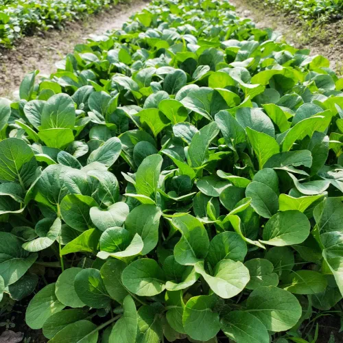 Vista 9 de Pak Choi (Bak Choi) (100 semillas)