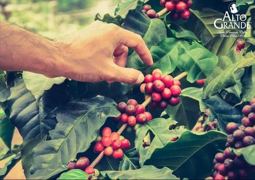 Vista 3 de Alto Grande Granos de café súper premium, tostado medio oscuro, origen único, arábica de Puerto Rico, grano entero, 2 libras (paquete de 1)