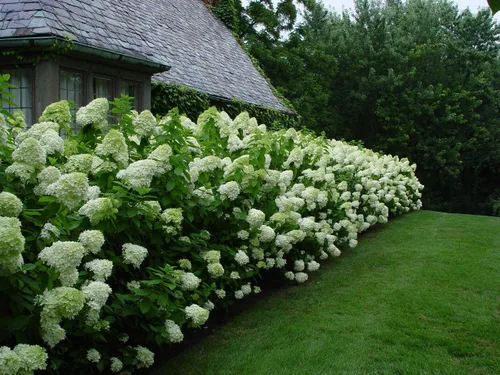 Vista 2 de Limelight Hydrangea Paniculata - Planta viva enviada de 1 a 2 pies de alto por DAS Farms